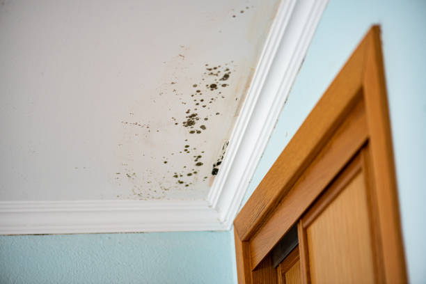 Best Emergency Mold Removal  in West Milton, OH