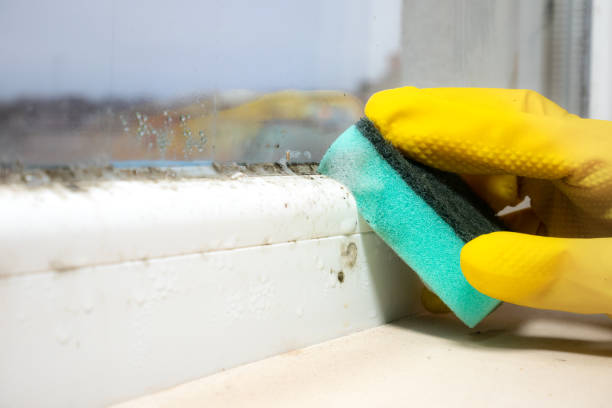 Best Certified Mold Removal  in West Milton, OH