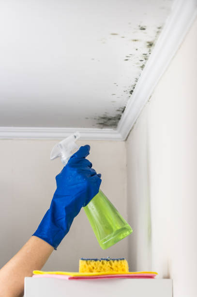 Best Mold Damage Repair  in West Milton, OH